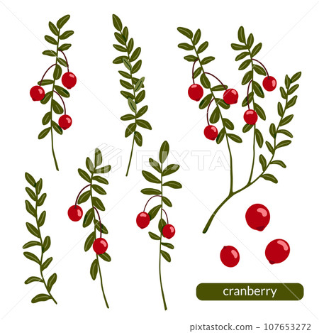 Cranberry vector illustration set. Northern red forest berries and branches with leaves isolated on white background. Hand drawn organic natural healthy fruit. Food with vitamins and antioxidants Cranberry vector illustration set. Northern red forest berries and branches with leaves isolated on white background. Hand drawn organic natural healthy fruit. Food with vitamins and antioxidants 107653272
