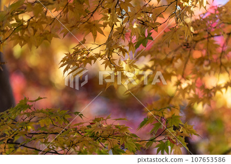 Strolling around Kotobuki Park in autumn colors 107653586