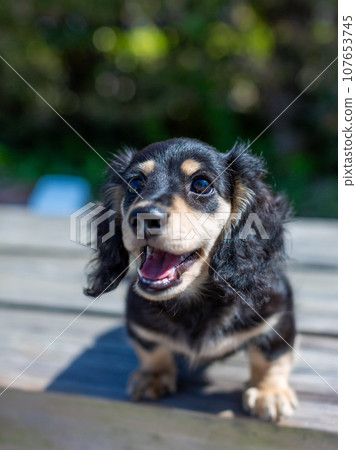 小狗 Kaninhen 臘腸犬在長凳上玩耍 小狗 Kaninhen 臘腸犬在長凳上玩耍 107653745