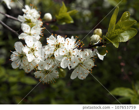 Blooming plum tree closeup. Floristic background. Spring white flowers. Plum-tree branch covered with white flowers and new foliage. Blooming plum. Blooming plum tree closeup. Floristic background. Spring white flowers. Plum-tree branch covered with white flowers and new foliage. Blooming plum. 107653759