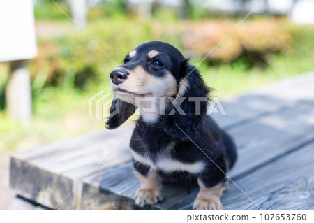 小狗 Kaninhen 臘腸犬在長凳上玩耍 小狗 Kaninhen 臘腸犬在長凳上玩耍 107653760