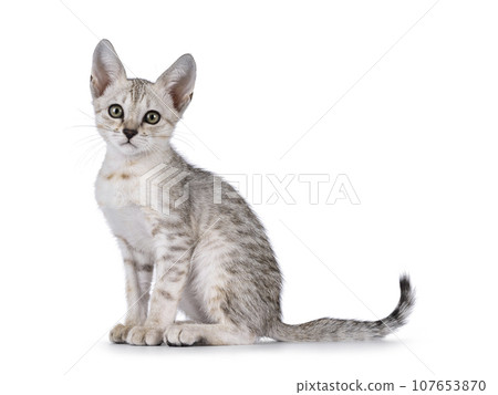 Savannah cat kitten on white background 107653870