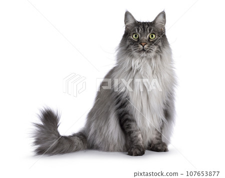 Handsome grey cat on white background 107653877