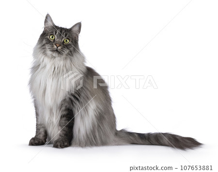 Handsome grey cat on white background 107653881