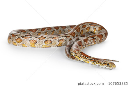 Rat snake on white background Rat snake on white background 107653885