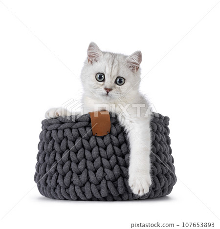 British Shorthair cat kitten on white background British Shorthair cat kitten on white background 107653893