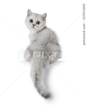 British Shorthair cat kitten on white background 107653895