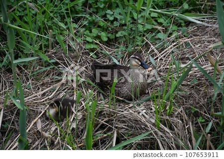 Parent and child duck 107653911