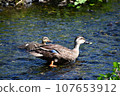 Parent and child duck Parent and child duck 107653912
