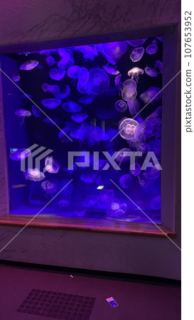漂浮在水族館的水母 107653952
