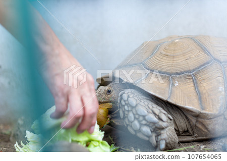 騎烏龜赫爾曼烏龜Rikugame 107654065