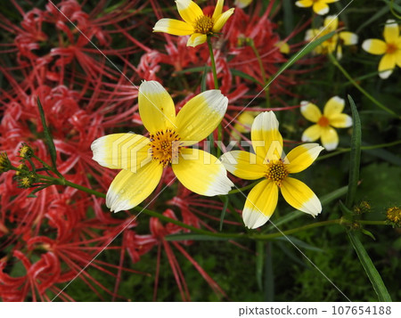 Kikuzaki Sendangusa (Kikuzaki Sendangusa): With cluster amaryllis in the background 107654188