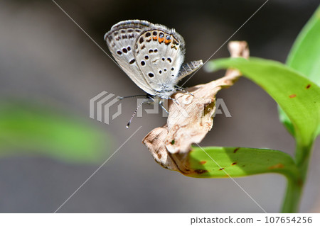 草原和河床中可見的稀有瀕危蝴蝶 107654256