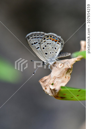 草原和河床中可見的稀有瀕危蝴蝶 107654259