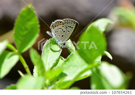 A rare and endangered butterfly that can be seen in grasslands and riverbeds A rare and endangered butterfly that can be seen in grasslands and riverbeds 107654261
