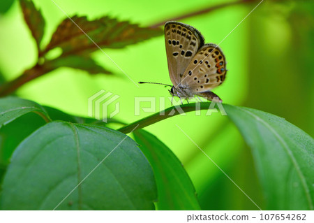 A rare and endangered butterfly that can be seen in grasslands and riverbeds A rare and endangered butterfly that can be seen in grasslands and riverbeds 107654262