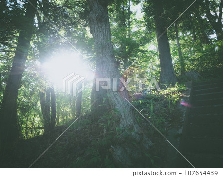 Sunlight filtering through the trees on the approach to the shrine 107654439