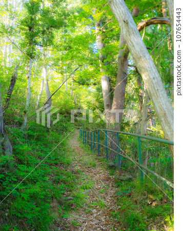 Shrine approach through the forest Shrine approach through the forest 107654443