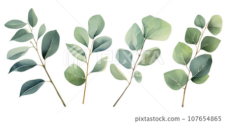 watercolor drawing, set of eucalyptus leaves. delicate illustration 107654865