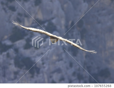 Griffon vulture in Canyon of Verdon River (Verdon Gorge) in Provence, France 107655268