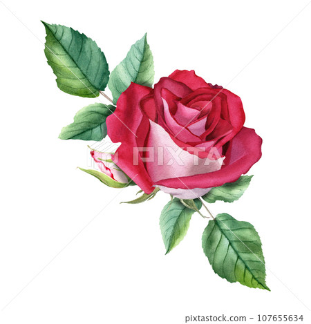 A watercolor composition with red rose bloom bud and leaves. Illustration isolated on white for cards invitation clipart A watercolor composition with red rose bloom bud and leaves. Illustration isolated on white for cards invitation clipart 107655634