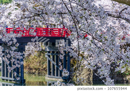 Cherry blossoms in Hirosaki park full bloom Cherry blossoms in Hirosaki park full bloom 107655944