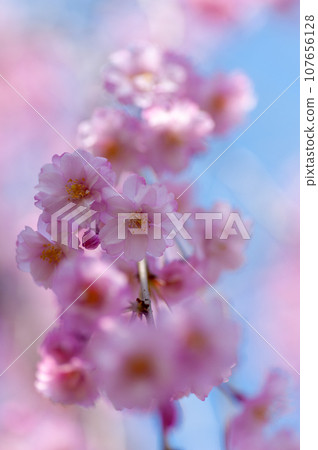 櫻花在弘前公園盛開 櫻花在弘前公園盛開 107656128