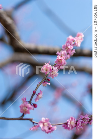 櫻花在弘前公園盛開 107656189