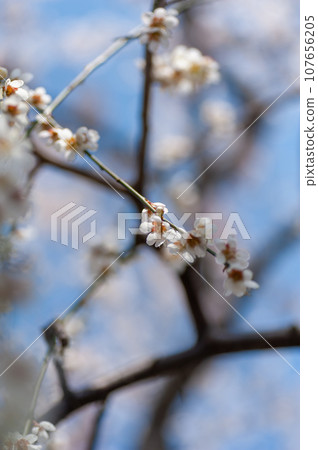 櫻花在弘前公園盛開 櫻花在弘前公園盛開 107656205