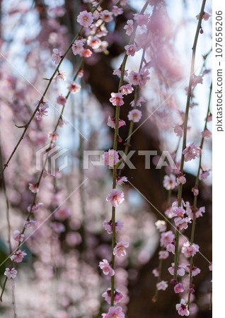 櫻花在弘前公園盛開 櫻花在弘前公園盛開 107656206