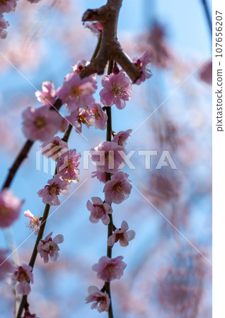 櫻花在弘前公園盛開 櫻花在弘前公園盛開 107656207