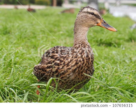 Close-up! (Duck proudly walking along the Kamo riverbank) Close-up! (Duck proudly walking along the Kamo riverbank) 107656315