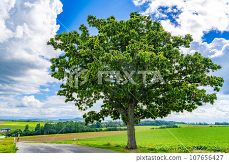Seven Star Tree, Biei-cho, Hokkaido 107656427