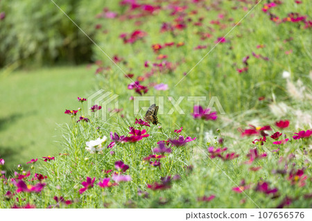 Early autumn flowers fill the screen Early autumn flowers fill the screen 107656576
