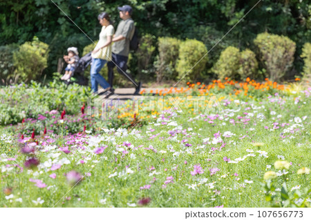 A family walking through a cosmos field in full bloom A family walking through a cosmos field in full bloom 107656773