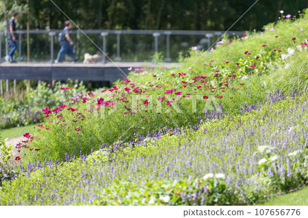 A family walking through a cosmos field in full bloom A family walking through a cosmos field in full bloom 107656776
