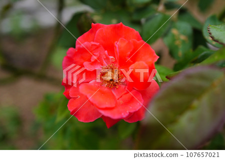 rusticana rose rusticana rose 107657021