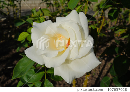 Fabulous! white rose Fabulous! white rose 107657028