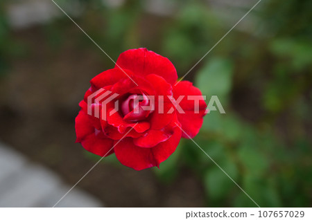 picasso red rose picasso red rose 107657029
