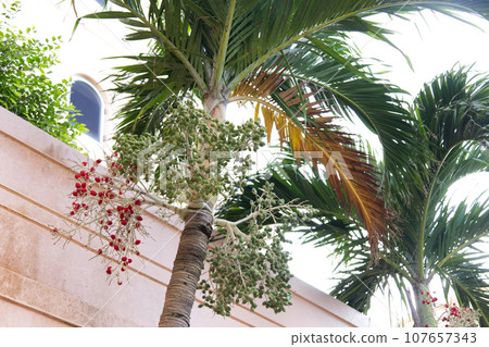 Manila palm with red and green fruit 107657343