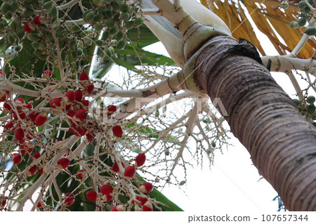 Manila palm with red and green fruit 107657344