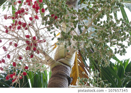 Manila palm with red and green fruit 107657345