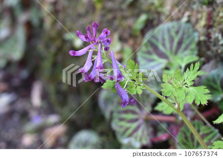 Murasaki Keman 107657374