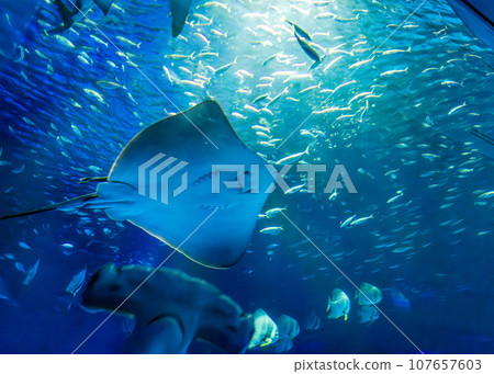 Aquarium (Shimane Marine Museum Aquas, Hamada City/Gotsu City, Shimane Prefecture) Aquarium (Shimane Marine Museum Aquas, Hamada City/Gotsu City, Shimane Prefecture) 107657603