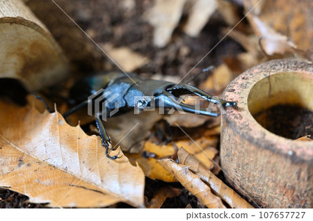 Giraffa saw stag beetle stag beetle insect 107657727