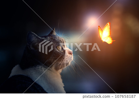 The Cat is looking on Fantastic light Butterfly. The Cat is looking on Fantastic light Butterfly. 107658187