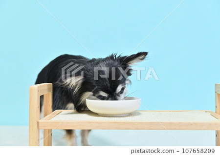 Chihuahua diet dog food grain free gluten free 107658209