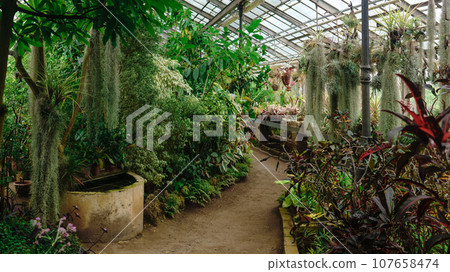 interior of a large greenhouse with a collection of tropical plants 107658474