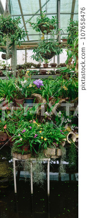 stand with various tropical moisture-loving plants over a pond in a greenhouse 107658476