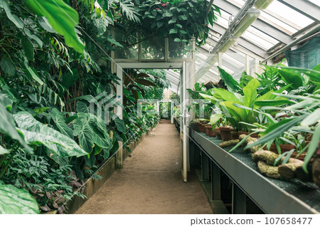 interior of a large greenhouse with a collection of tropical plants 107658477